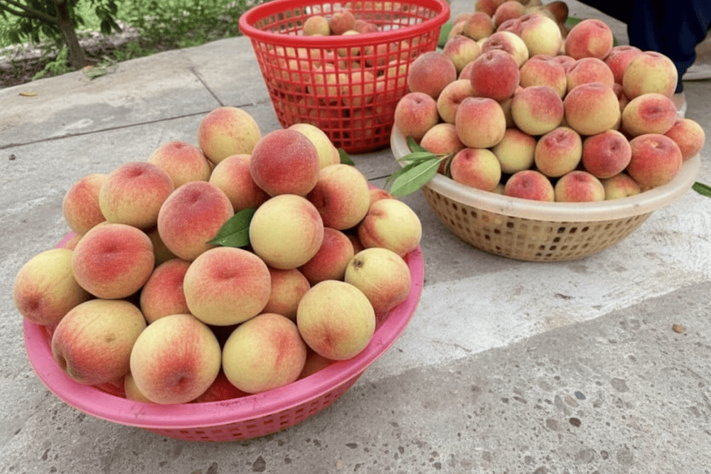 Baskets of mountain peaches lined up along Sapa’s main streets